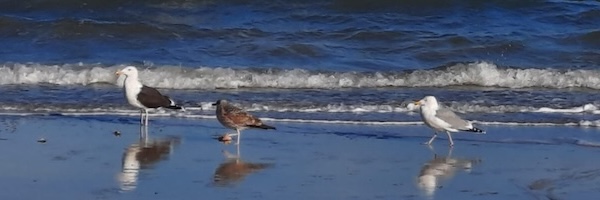 Foto mit Möwen am Strand